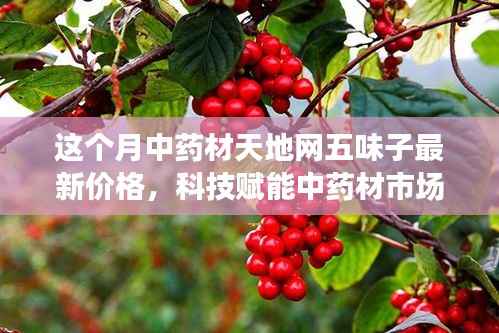 科技赋能下的中药材市场,中药材天地网五味子最新价格解析