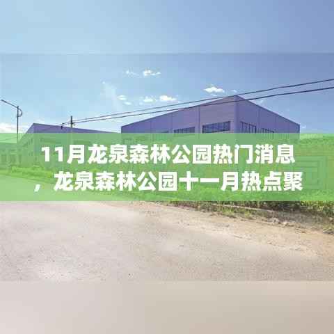 龙泉森林公园十一月热点聚焦,生态保护进步与争议引发关注