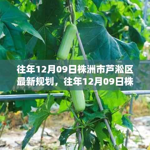 解读株洲市芦淞区未来城市蓝图,最新规划动向与未来展望(往年12月09日)