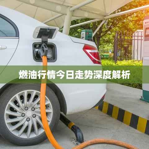 燃油行情今日走势深度解析