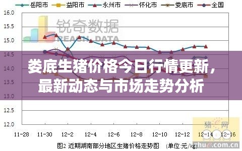 娄底生猪价格今日行情更新,最新动态与市场走势分析